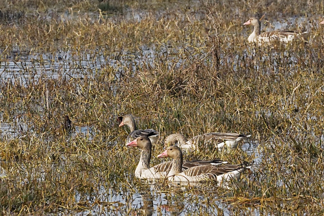Keoladeo national park-100